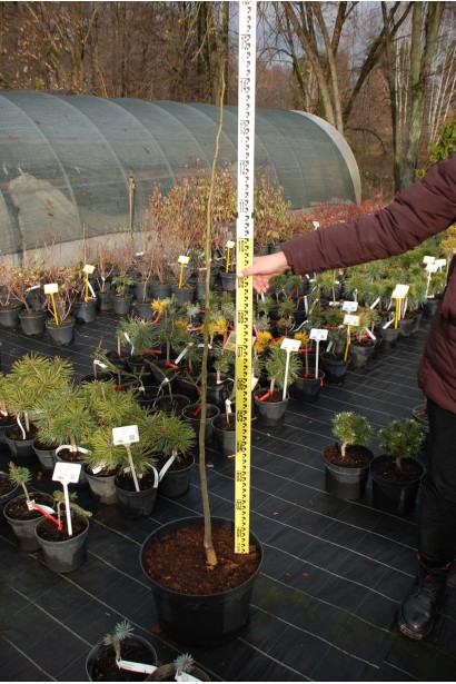 Акація ленкоранська - голе коріння-12л/вис.140-160см/Ø5-10см